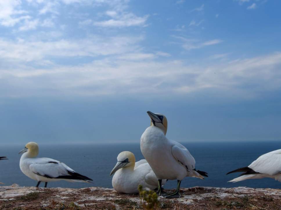 gannets-seabirds