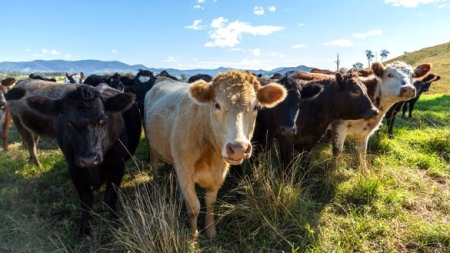 Eating meat has ‘dire’ consequences for the planet, says report